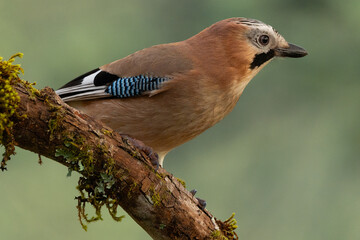 Arrendajo - Garrulus glandarius. The most elusive corvid in the forest, a lover of fruits and seeds, which it hides for the winter, contributing to the regeneration of forest stands.