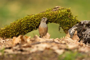 Escribano Montesino - Emberiza cia. Another regular feature of photo shoots in the Cantabrian Mountains, because it adapts to any habitat. Hence, it seems like a recovery of the species.