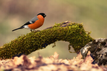 Camachuelo - Pyrrhula pyrrhula.  The most colorful bird of the Cantabrian Mountains