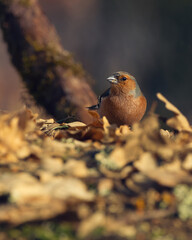 Pinzón vulgar- Fringilla coelebs. Abundant bird on the edges of the mountain range forests, where it feeds on insects and seeds.