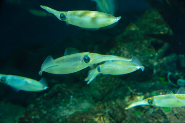 Bigfin reef squid (Sepioteuthis lessoniana) under water