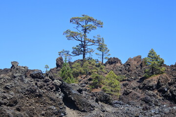 Bäume in den Lavafeldern am Pico del Teide