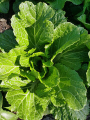 Fototapeta premium Vegetables from mom's garden