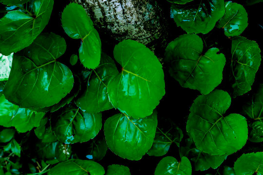 "leaves Polyscias Scutellaria or shield aralia or plum aralia or Cup Leaf or Dinner Plate Aralia or Daun mangkokan. leaf looks like shaped like heart. for drug herbal"