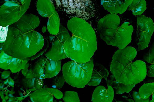 "leaves Polyscias Scutellaria or shield aralia or plum aralia or Cup Leaf or Dinner Plate Aralia or Daun mangkokan. leaf looks like shaped like heart. for drug herbal"