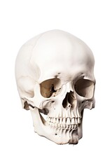 Naklejka premium Human skull white background anthropology sculpture.