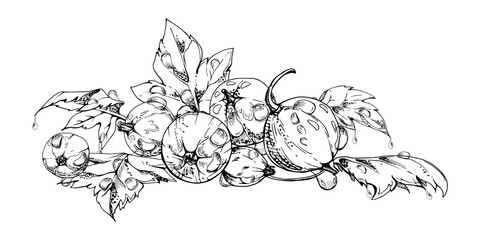 Currant gooseberry leaves heap bunch, ripe garden berry huckleberry juneberry casseille jostaberry. Isolated botanical illustration, vector ink hand drawn. Cookbook art, food craft packaging, grocery