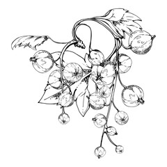 Currant gooseberry cluster bunch raceme with leaves, ripe garden berry casseille jostaberry juneberry, vector ink hand drawn. Isolated botanical illustration. Seasonal menu, herbal remedy craft teas