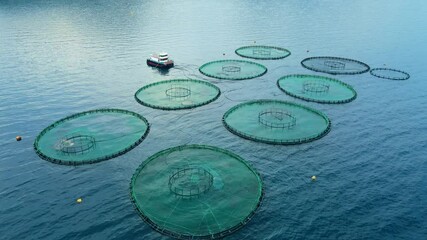 Offshore aquaculture in floating fish farming cages of fish farm. Aerial view