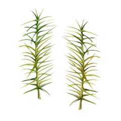 Horsetail clubmoss wild forest plant growing on wetlands marshes, damp shady grounds. Single element botanical illustration hand drawn in watercolor. Wildcrafting workshop brochures, nature journal