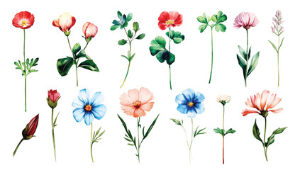 Wild Field flowers Watercolor illustration Botanical collection of garden plants. Set different wild flowers, branches, herbs and leaves for bouquets and other natural elements for cards and invintati