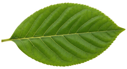 Obraz premium Isolated Fresh Green Leaf, Detailed Veins