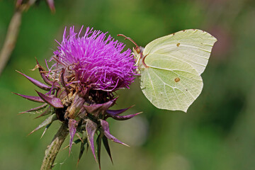 common brimstone butterfly on a milk thistle flower