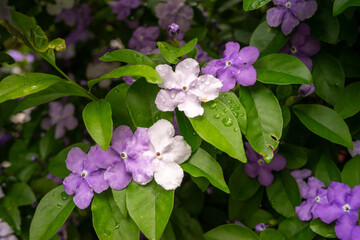 雨粒と花