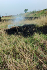 smoke rising from burnt grass, wildfire in forest, air pollution, smoke from ash 