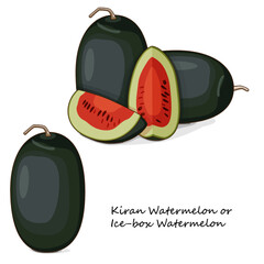 Whole and chopped Kiran Watermelons. Ice-box Watermelon. Citrullus lanatus. Vegetables. Clipart. Isolated vector illustration.