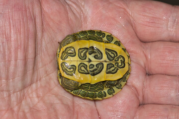 Hand holding baby Red-eared terrapin turtle underside Trachemys scripta elegans nature wildlife shell pet care.	