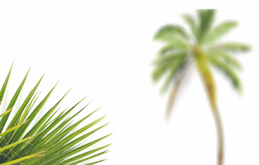 Palm leaf on white background