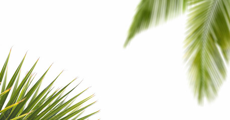 Palm leaf on white background