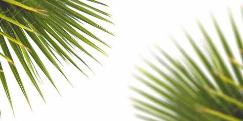 Palm leaf on white background