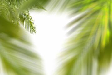 Palm leaf on white background
