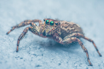 Jumping spider crawling on textured surface
