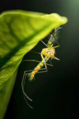 Yellow toxorhynchites mosquito resting under green leaf
