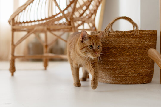 Ginger cat walking on white floor in boho style room - Powered by Adobe