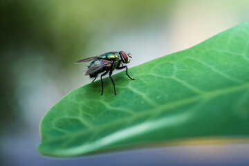 Green bottle fly standing on a green leaf