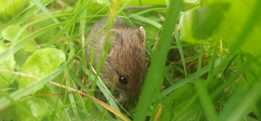 A field mouse stands still, listening to its surroundings, amidst lush greenery on a summer day in...