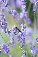 Lavender blooming. Lavender flowers close-up with selective focus. Purple flowers on a sunny day. Beautiful summer lavender wildflowers on farm fields. Park. Lavender bushes, nature background
