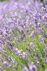 Naklejka premium Lavender blooming. Lavender flowers close-up with selective focus. Purple flowers on a sunny day. Beautiful summer lavender wildflowers on farm fields. Park. Lavender bushes, nature background