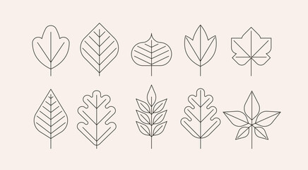 Collection of geometrical linear leaves. Abstract botanical icons set.