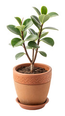 Obraz premium Isolated in a white background, a small potted houseplant with vibrant green leaves shows natural growth, perfect for indoor gardening or a touch of life