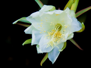 Wilted white flowers of Disocactus anguliger 