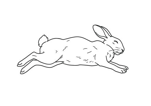 Dead rabbit drawing. This sketch shows a lifeless bunny lying still, resembling a motionless hare in peaceful repose. Vector sketch line art draw.