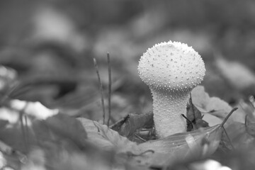 black and white, White mushroom on the forest floor, surrounded by autumn leaves