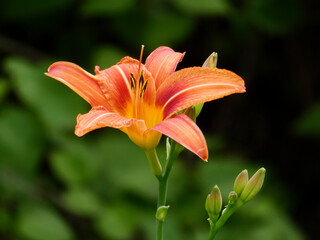 Vibrant Orange Daylily in Full Bloom with Emerging Buds
