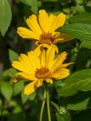 Bright Yellow Heliopsis Flowers Blooming in Summer Sunlight
