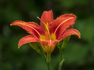 Vibrant Red-Orange Daylily in Full Bloom Against a Dark Background