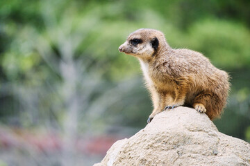 Watchful meerkat on rocks in front of green, blurred background, animal photo.