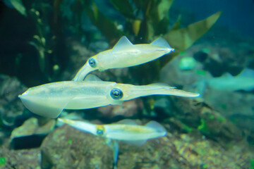 Bigfin reef squid (Sepioteuthis lessoniana) under water