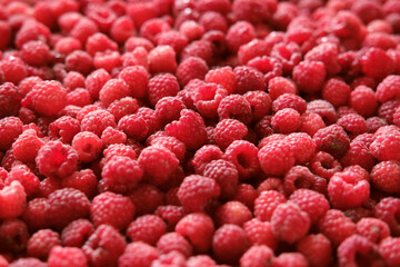 Sweet raspberry background. Full frame of fresh raspberries. Red ripe berry photo wallpaper...