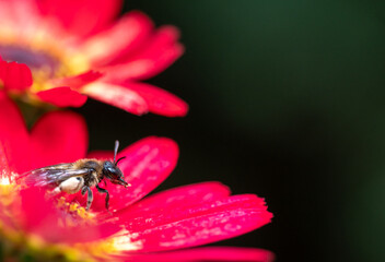 Wildweste auf roter Blüte © WR