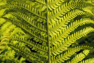 Green leaves of fern backgrounds