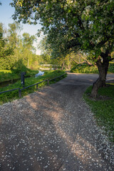 Fallen apple tree flowers petals on the ground