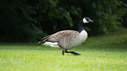 Canadian gosling stands on lush grass surrounded by natural beauty. Wildlife