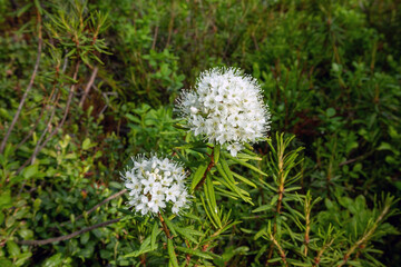 Marsh Labrador Tea, Rhododendron Tomentosum blooming