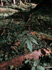 Green plant growing on forest floor among fallen branches and leaves during sunny afternoon