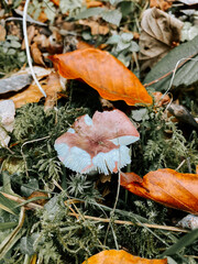 Colorful mushroom growing among autumn leaves in a forest setting